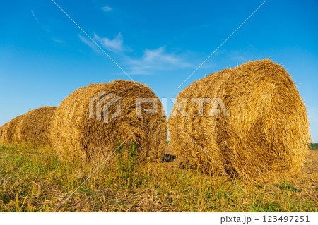 Bales of hay in the field. A beautiful image of hay 123497251
