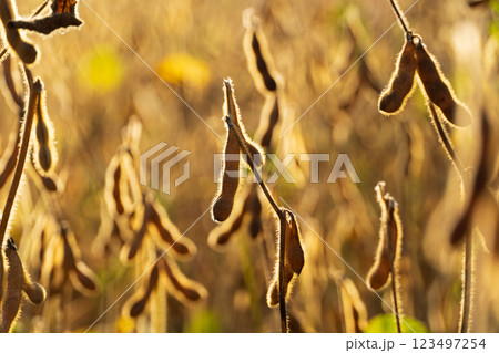 Ripe soybeans closeup. Soybean field ready to harvest 123497254