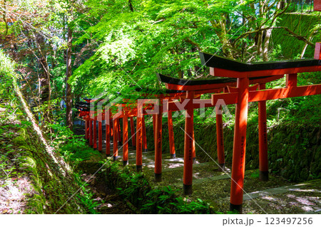 【重要伝統的建築物群保存地区】出石 新緑と有子山稲荷神社の参道7 兵庫県豊岡市 【重要伝統的建築物群保存地区】出石 新緑と有子山稲荷神社の参道7 兵庫県豊岡市 123497256