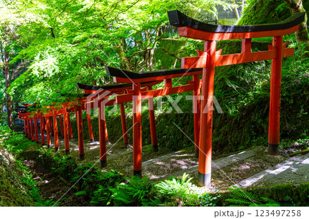 【重要伝統的建築物群保存地区】出石　新緑と有子山稲荷神社の参道6　兵庫県豊岡市 123497258
