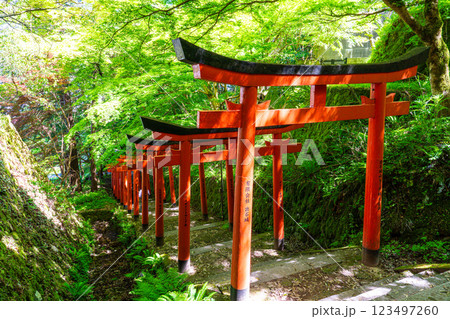 【重要伝統的建築物群保存地区】出石　新緑と有子山稲荷神社の参道5　兵庫県豊岡市 123497260
