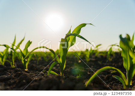 Beautiful green corn sprouts. Corn sprouts grow in the field in summer Beautiful green corn sprouts. Corn sprouts grow in the field in summer 123497350