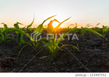 Corn field at sunset. Corn sprouts against the sun Corn field at sunset. Corn sprouts against the sun 123497352