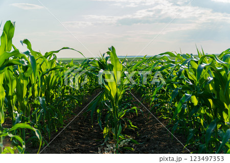Growing corn plants. Plantation of green corn 123497353