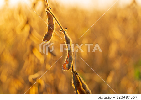 Soy field at sunset. Ripe pods of soybean against the sun. Soy industry Soy field at sunset. Ripe pods of soybean against the sun. Soy industry 123497357