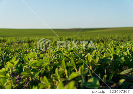 Green soybeans grow in an industrial field. Growing soy on a large scale 123497367