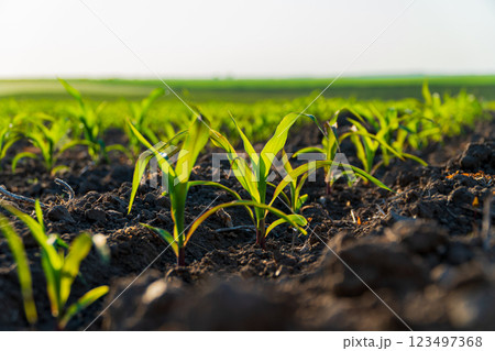 Green corn grow in an industrial field. Growing corn on a large scale 123497368