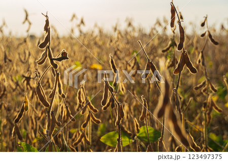 A field of ripe soybeans. Ripe soybeans in industrial field A field of ripe soybeans. Ripe soybeans in industrial field 123497375