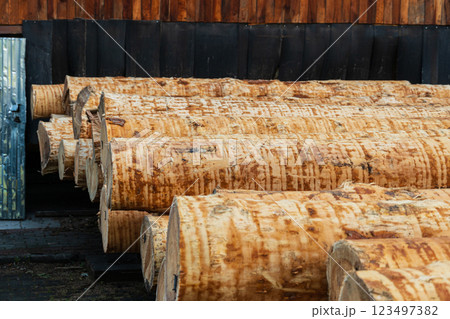 Sawing wooden logs on a sawmill. Production of wooden materials. Wood processing 123497382