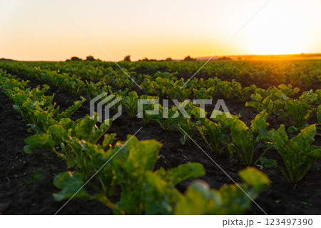 Agricultural sugar beet plantation on field with sunset Agricultural sugar beet plantation on field with sunset 123497390