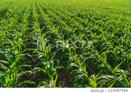 Field with green corn on a sunny day 123497394