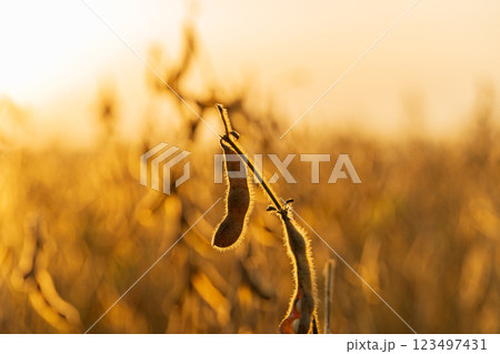 Soy pods at sunset, close up. Soybean pod on the plantation at sunset 123497431