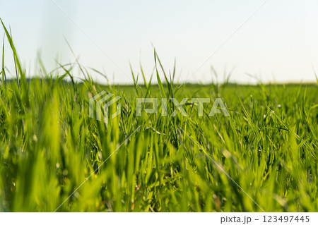 Young sprouts of wheat. Young shoots of winter wheat in green field. Beautiful image of wheat Young sprouts of wheat. Young shoots of winter wheat in green field. Beautiful image of wheat 123497445