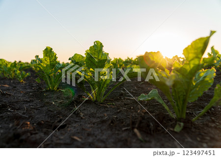 Sugar beet plants in a field at sunset. Cultivation of young sugar beet plants. Sugar beet business 123497451