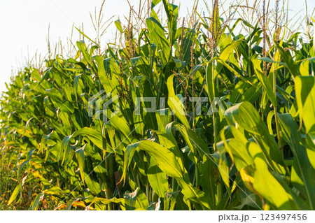 Corn field at sunset. The corn is illuminated by the sun Corn field at sunset. The corn is illuminated by the sun 123497456