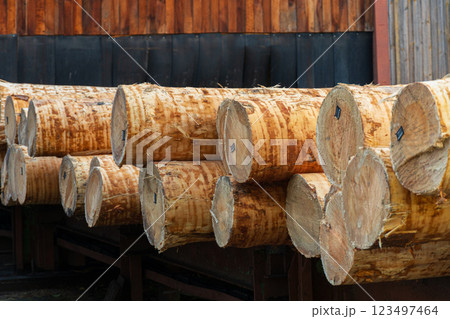 Logs of wood lie on the sawmill. Sawing logs into lumber. Production of boards. Wood industry Logs of wood lie on the sawmill. Sawing logs into lumber. Production of boards. Wood industry 123497464