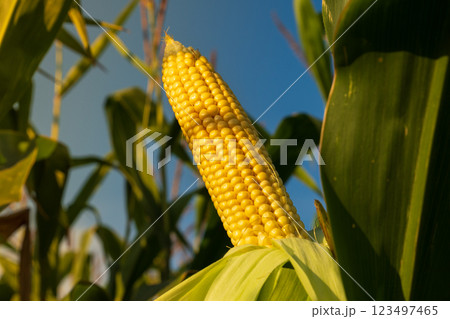 A corn cob hanging from a stalk in a field. A ripe sweet corn cob hangs on the stalk at sunset. 123497465