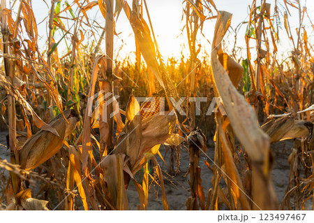 A vibrant cornfield glows under the warm light of sunset. Dry corn stalks tower above, indicating the nearing harvest season in the countryside 123497467