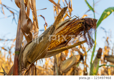The corn plant showcases a mature ear filled with golden kernels, surrounded by dried leaves under clear blue skies during the fall harvest season in farmland 123497468