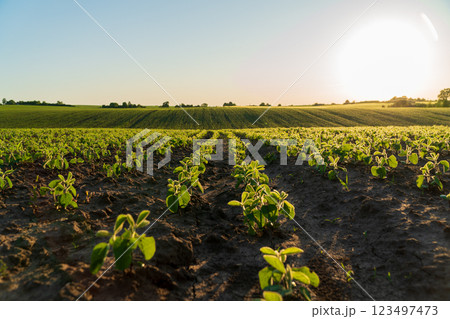 A large soybean field with small soybean plants. Soybean sprouts grow in an agricultural field. Agricultural landscape 123497473