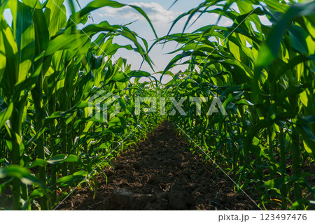 Corn field. A beautiful image of corn leaves Corn field. A beautiful image of corn leaves 123497476