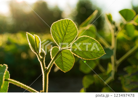 Soybean sprout on the field against the sun. Soy leaves. Young soybean 123497478