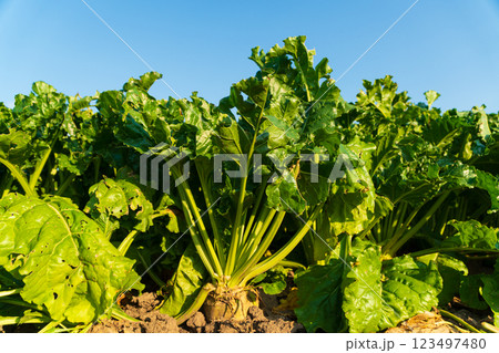 Sugar beet in the field. Ripe beets. Cultivation of sugar beets Sugar beet in the field. Ripe beets. Cultivation of sugar beets 123497480