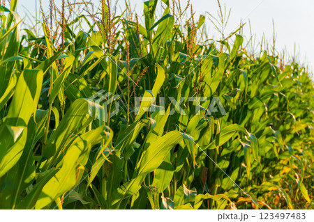 Beautiful green leaves of corn. A field of sweet corn. A corn field is illuminated by the sun 123497483