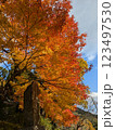 古寺入口の美しい紅葉 123497530