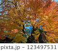 古寺にて、見事な紅葉を見上げた風景 123497531