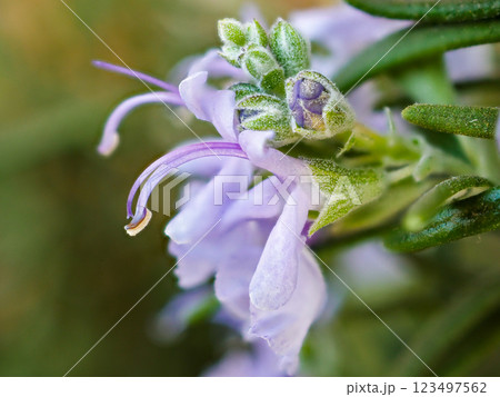 ローズマリーの小さな紫色の花、クローズアップ ローズマリーの小さな紫色の花、クローズアップ 123497562