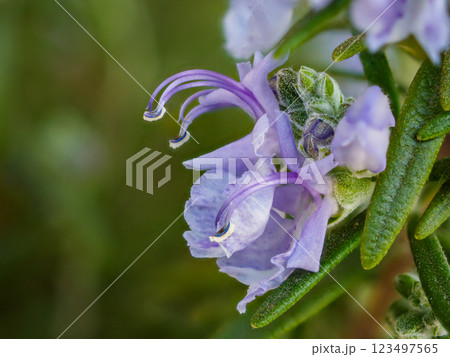 ローズマリーの小さな紫色の花、クローズアップ 123497565