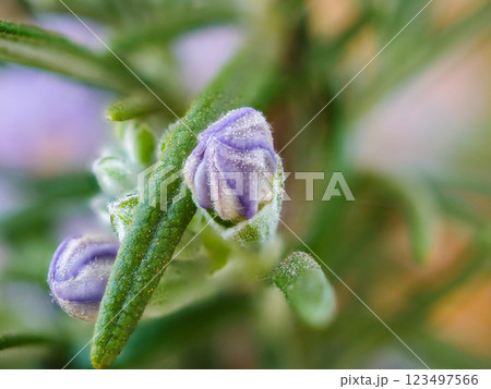 ローズマリーの小さな紫色の花、クローズアップ 123497566