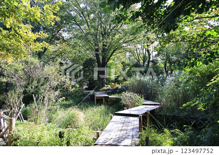 植物園の散策用の木道 植物園の散策用の木道 123497752