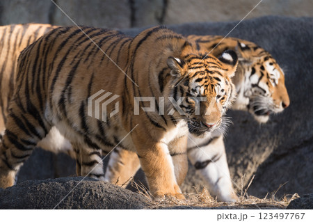 歩くトラの親子 123497767