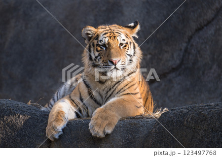 冬の日を浴びるトラの子 冬の日を浴びるトラの子 123497768