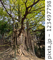 古寺奥の巨木のパワーを感じて 123497798