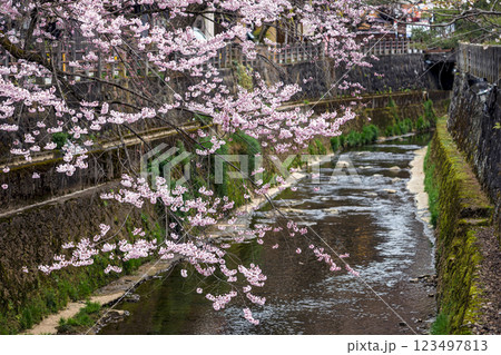 200412江名子川桜m003 123497813