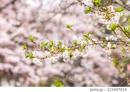 200412江名子川桜m004 200412江名子川桜m004 123497814
