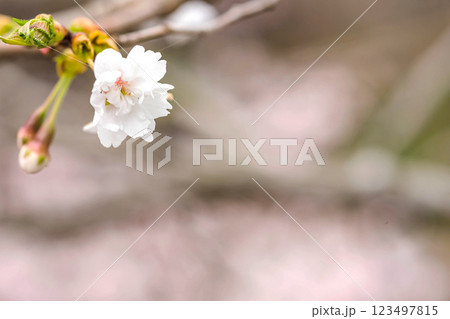 200412江名子川桜m005 200412江名子川桜m005 123497815