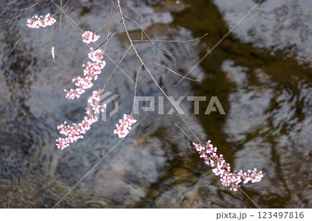 200412江名子川桜m006 200412江名子川桜m006 123497816