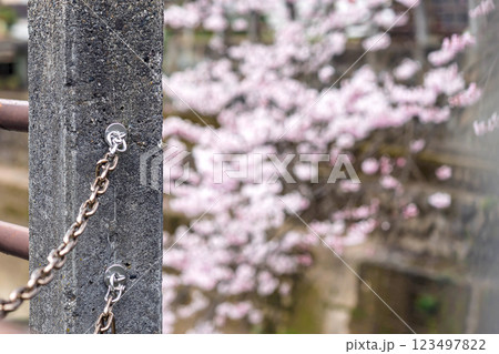 200412江名子川桜m027 123497822