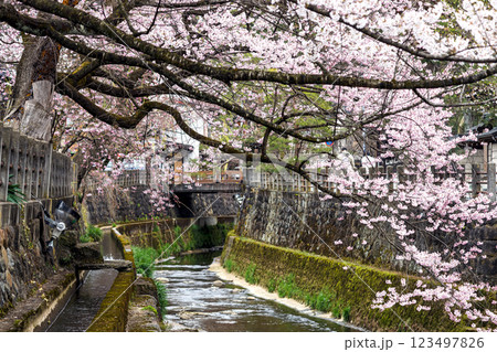 200412江名子川桜m047 123497826