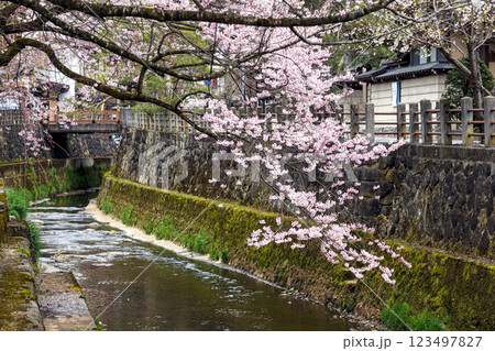 200412江名子川桜m048 123497827