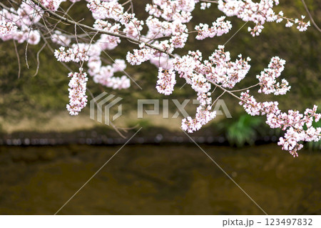 200412江名子川桜m058 123497832