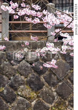 200412江名子川桜m065 123497834