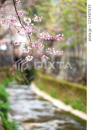 200412江名子川桜m068 200412江名子川桜m068 123497835