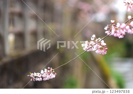 200412江名子川桜m074 200412江名子川桜m074 123497838