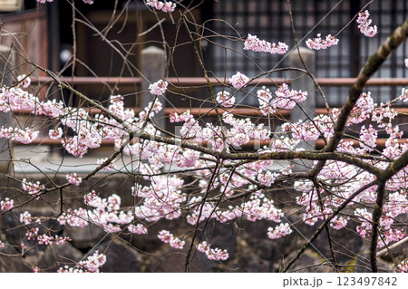 200412江名子川桜m087 200412江名子川桜m087 123497842