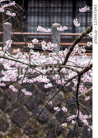 200412江名子川桜m088 123497843